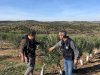 “Lecciana” çeşidi zeytin bahçesinde inceleme