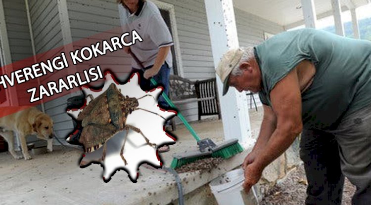 KAHVERENGİ KOKARCA UYARISI