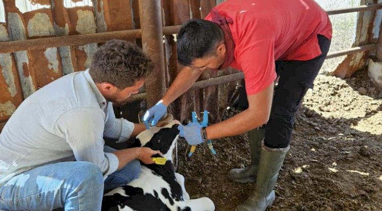 HAYVANLAR ŞAPA KARŞI AŞILANIYOR