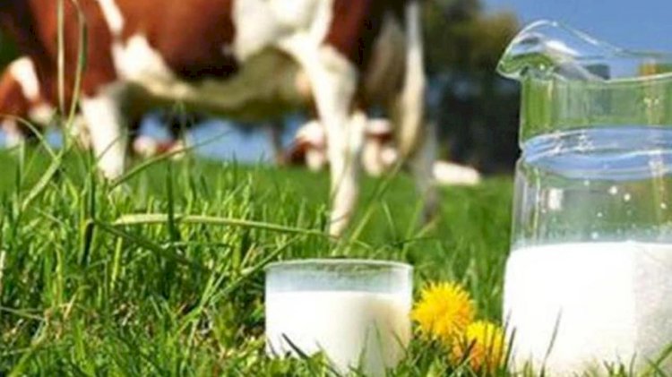 Süt destekleme icmal listeleri askıya çıktı
