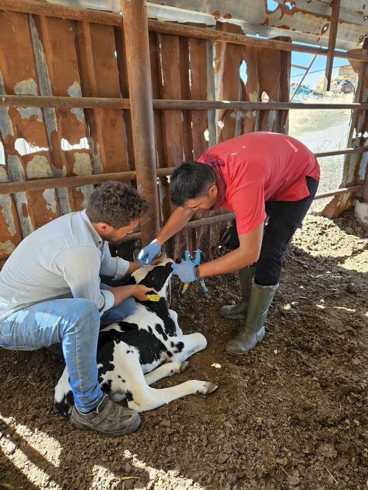 HAYVANLAR ŞAPA KARŞI AŞILANIYOR